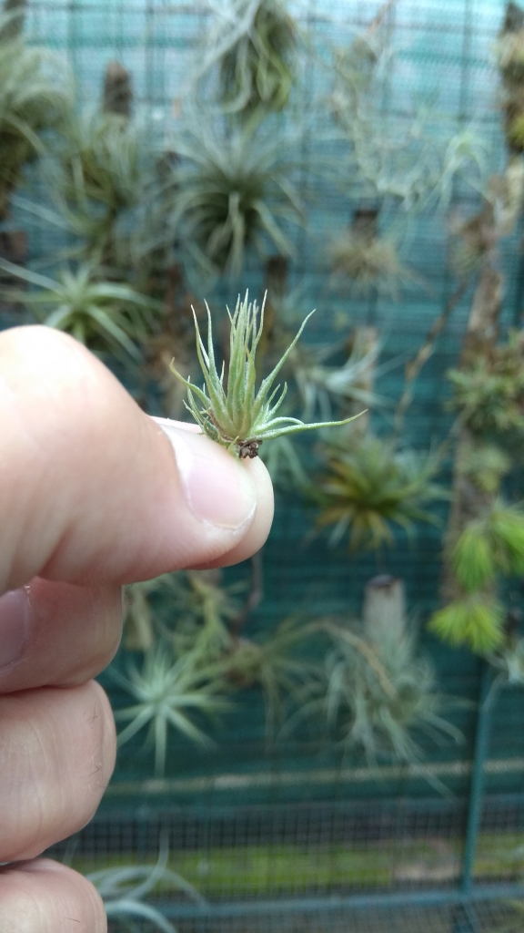 tillandsie - Tillandsia kautskyi