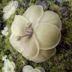 Pinguicula moranensis, Orchidioides,