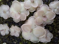 Pinguicula ehlersiae x Pinguicula laueana