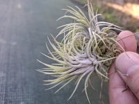 Tillandsia ionantha trs malý 