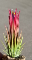 Tillandsia ionantha , Fuego,