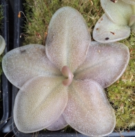 Pinguicula colimensis x Pinguicula moranensis,, Dark Flower,,