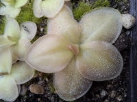 Pinguicula colimensis x Pinguicula moranensis