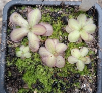 Pinguicula laueana SP3