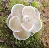 Pinguicula esseriana