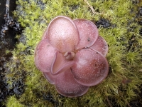 Pinguicula esseriana ,, Black Leaf,, x Pinguicula potosiensis ,,Red Leaf,,