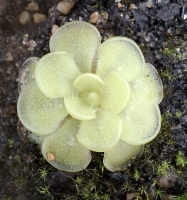 Pinguicula kondoi