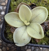 Pinguicula moranensis,, Dúhovka,,