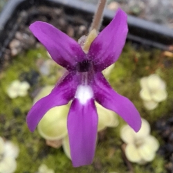 Pinguicula moranensis, Orchidioides,