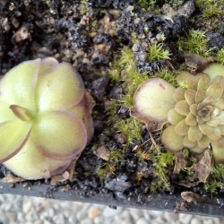 Pinguicula laueana, Tricolor,