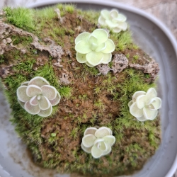 Pinguicula esseriana 