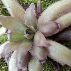 Pinguicula ,Red Starfish, 