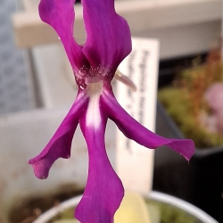 Pinguicula moranensis,,Huahuapan" x Pinguicula cyclamen 