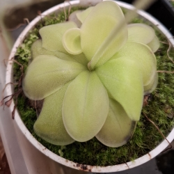 Pinguicula moranensis,,Huahuapan" x Pinguicula cyclamen 