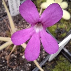Pinguicula gypsicola x Pinguicula moctezumae 