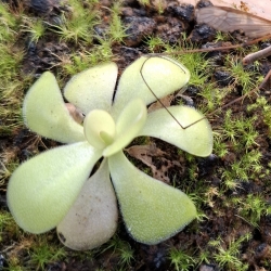 Pinguicula agáta s korisťou 