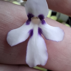 Pinguicula moranensis ,, Anpa A "