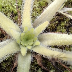 Pinguicula gypsicola 