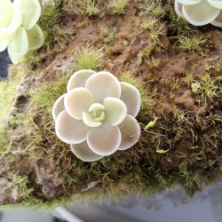 Pinguicula esseriana 