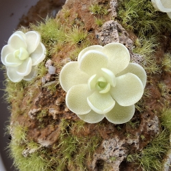 Pinguicula esseriana 
