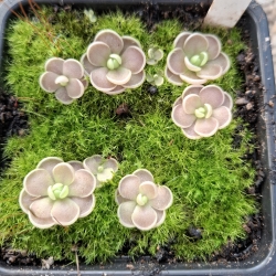 Pinguicula debbertiana 