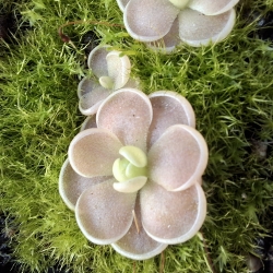 Pinguicula debbertiana 