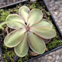 Pinguicula emarginata 