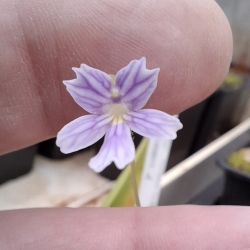 Pinguicula emarginata 