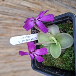 Pinguicula moranensis, Felix, 