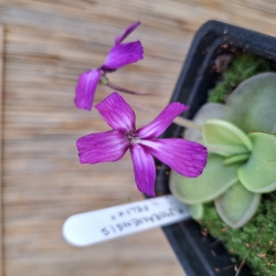 Pinguicula moranensis, Felix, 