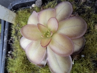 Pinguicula laueana CP2