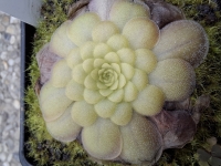 Pinguicula laueana,,Yelow-orange Flower,,