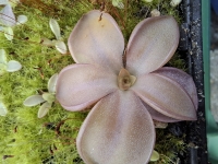 Pinguicula laueana x Pinguicula crassifolia