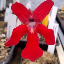 Pinguicula laueana GF1 