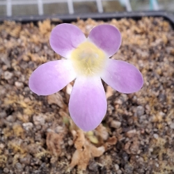 Pinguicula laxifolia