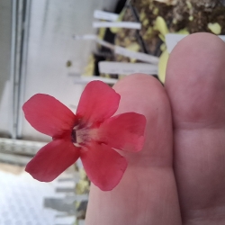Pinguicula laueana SP3 