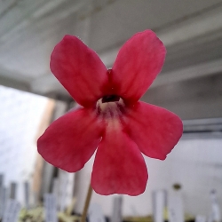 Pinguicula laueana SP3 