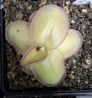 Pinguicula laueana GF1 x Pinguicula moranensis, Cyclamen ' klon B