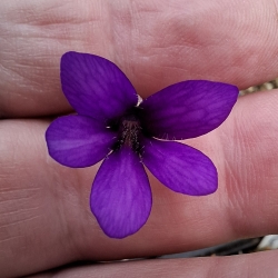 Pinguicula, Red Starfish '