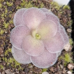 Pinguicula colimensis x Pinguicula cyclosecta
