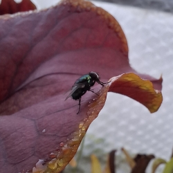 Nektár,  ktorý láka hmyz 