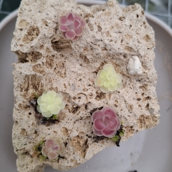 Pinguicula malého vzrastu 