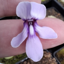 Pinguicula macrophylla 
