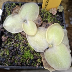 Pinguicula macrophylla 