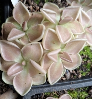 Pinguicula acuminata x Pinguicula ehlersiae 