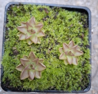 Pinguicula ehlersiae x Pinguicula immaculata