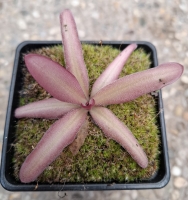 Pinguicula potosiensis X Pinguicula calderoniae 