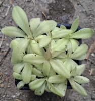 Pinguicula gigantea "Red " x Pinguicula elizabethiae