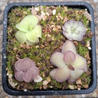 Pinguicula 4 ks