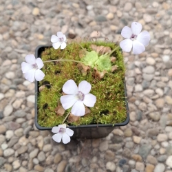 Pinguicula rotundiflora